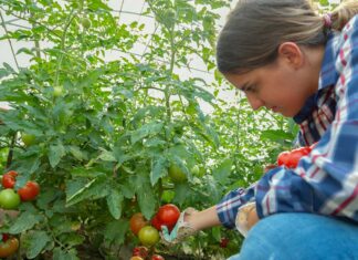 From Vine to Table: Harvesting a Garden’s Bounty